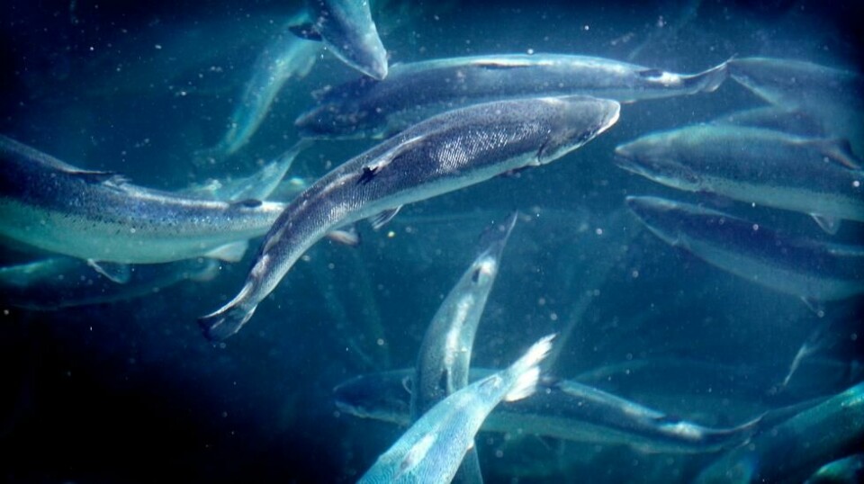 Laks i mære på Salmar på Frøya i Trøndelag. Foto: Gorm Kallestad / NTB