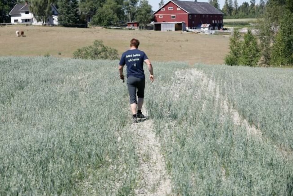 Illustrasjonsbilde: Flere bønder slet med dårlig avlinger i fjor på grunn av tørke. Illustrasjonsbilde: Flere bønder slet med dårlig avlinger i fjor på grunn av tørke. Foto: Gorm Kallestad / NTB scanpix / NTB scanpix