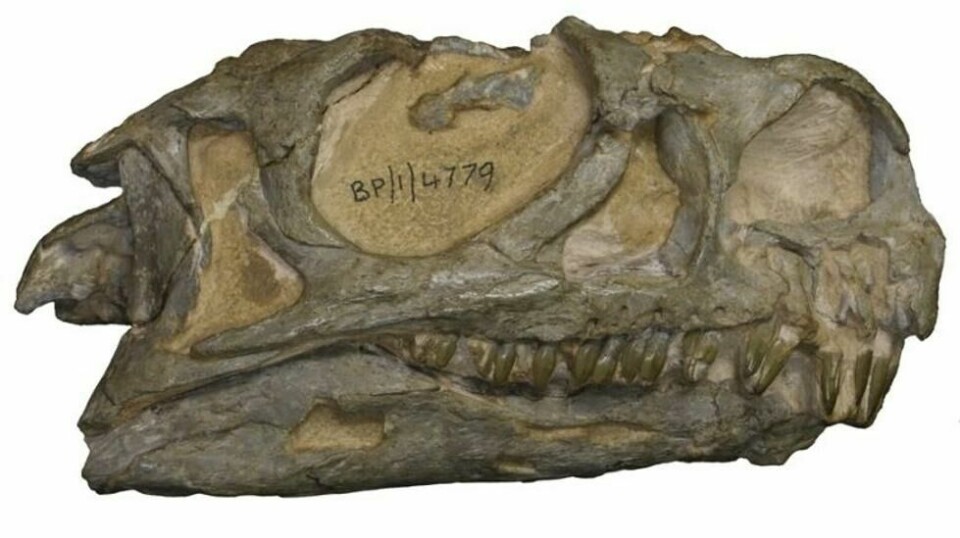Hodeskallen til den nye arten dinosaur, Ngwevu intloko: