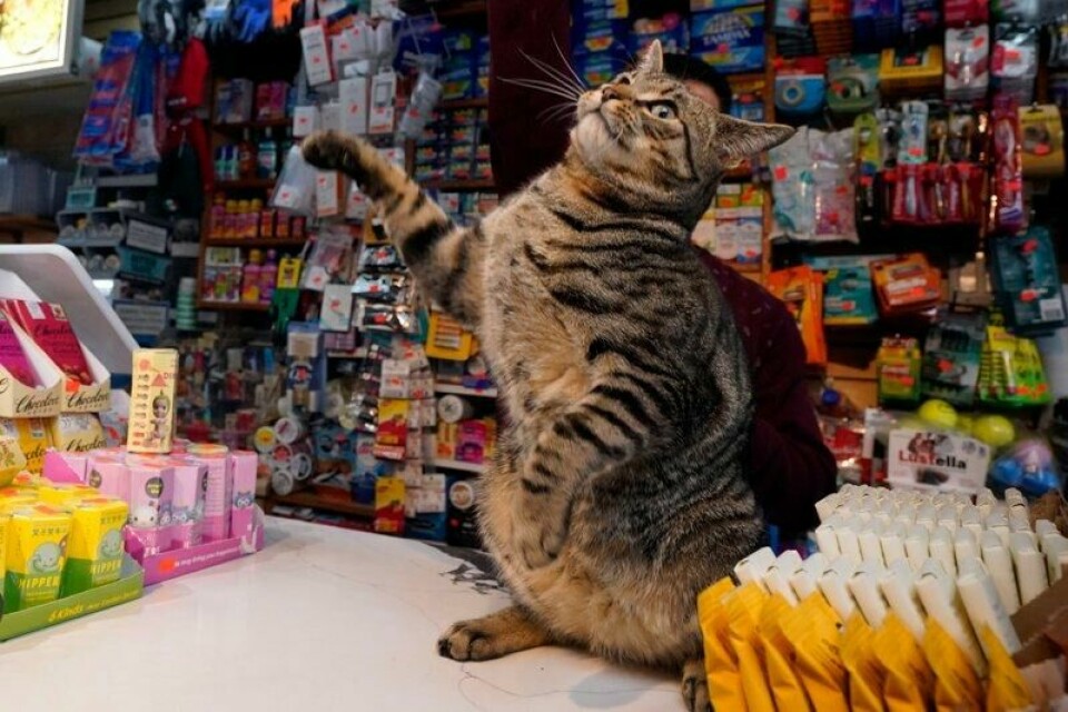 Katten Elias får stå en kort stund på disken i Stars Deli i Williamsburg i Brooklyn.