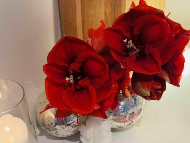Vakre røde amaryllis i dekorativ sølvvase – perfekt for å skape en elegant julestemning eller en stilig borddekorasjon. (Foto: Apple Photos Clean Up)