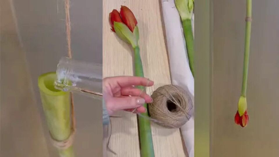 Vi viser deg hvordan du kan ha en blomst hengende opp-ned i vinduet? (Foto: Kreative Ideer)
