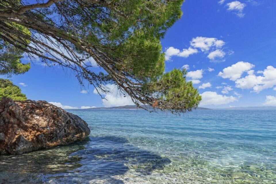 Den Kroatiske øya Hvar byr på luksus blandet med blått hav og sjarmerende landsbyer, og er perfekt for deg som vil legge Kroatia-ferien hvor du i tillegg finner et livlig natteliv. (Foto: Colourbox) Bilde av krystallklart hav på øya Hvar i Kroatia. Himmelen er blå med noen få skyer og i forgrunnen rammer et grønt tre inn bildet. Vi hjelper deg med å finne riktig destinasjon til din Kroatia-ferie, og har snakket med Gjermund Glesnes, som står bak reisebloggen Detvondeliv.no, som forteller om populære destinasjoner som Brac, Hvar, Split og Dubrovnik.