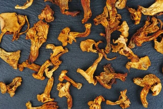 Om du plukker mye sopp bør du ha en dehydrator som sopptørker! Vi har funnet flere som er best i test! (Foto: Colourbox)