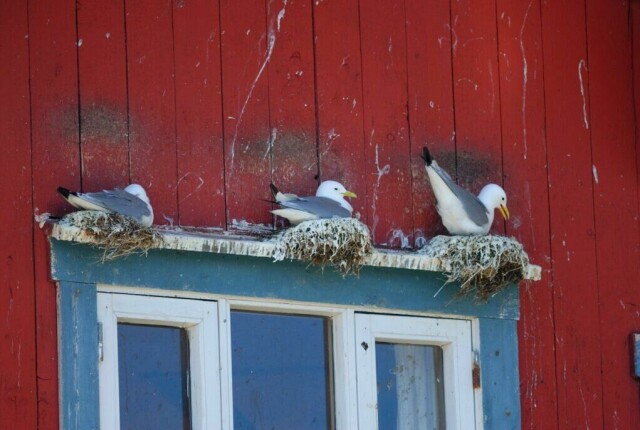 Måker som hekker på huset ditt kan være svært plagsomt. Slik forhindrer du det. (Foto: Colourbox)