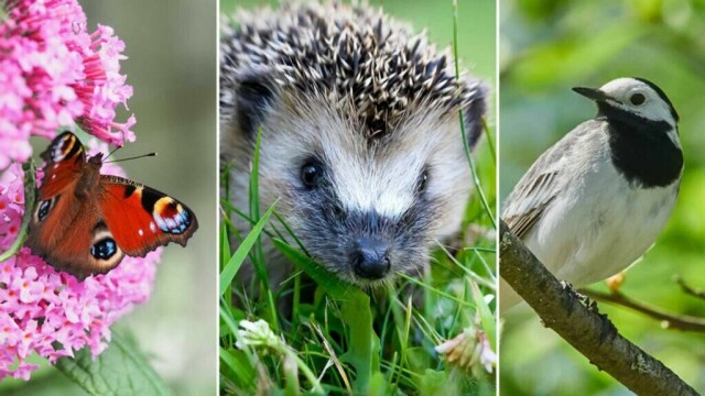 Et yrende dyre- og fugleliv i hagen gir deg en mer levende hage. I tillegg holder de insektsbestanden nede. (Foto: Colourbox/Espen Skarphagen)