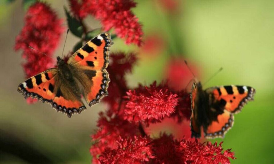 Ønsker du mer liv i hagen bør du plante planter som sommerfuglene liker. (Foto: colourbox) to sommerfugler som svever ved en rød blomst i en hage