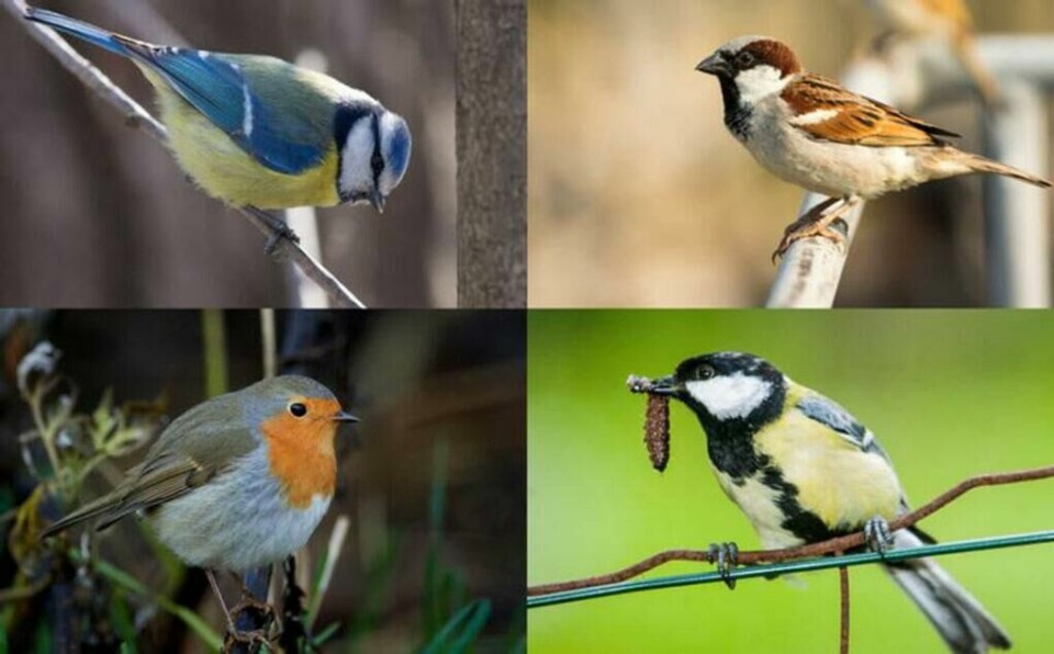 Et lite utvalg av småfuglene som trives i norske hager: Blåmeis, gråspurv, rødstrupe og kjøttmeis (Foto: Colourbox) Blåmeis, gråspurv, rødstrupe og kjøttmeis i en kollasje