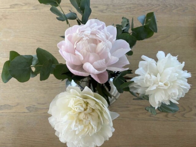 Har du kjøpt deg en bukett med sommerens vakreste blomst peon(pion) og lurer på hvordan du lykkes med sommerblomsten? Vi har snakket med hageekspert Espen Skarphagen som gir deg svaret på dette, hvordan du velger riktige peoner i butikken og hvordan du steller og snitter den nydelige blomsten. (Foto: ABC Guider)