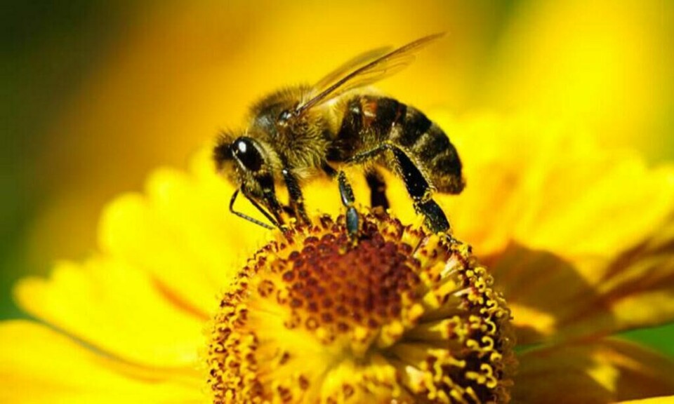 Biene er viktige nyttedyr og spesielt honningbiene er en verdifull del av vårt økosystem. (Foto: Colourbox) humle som driver med pollinering.