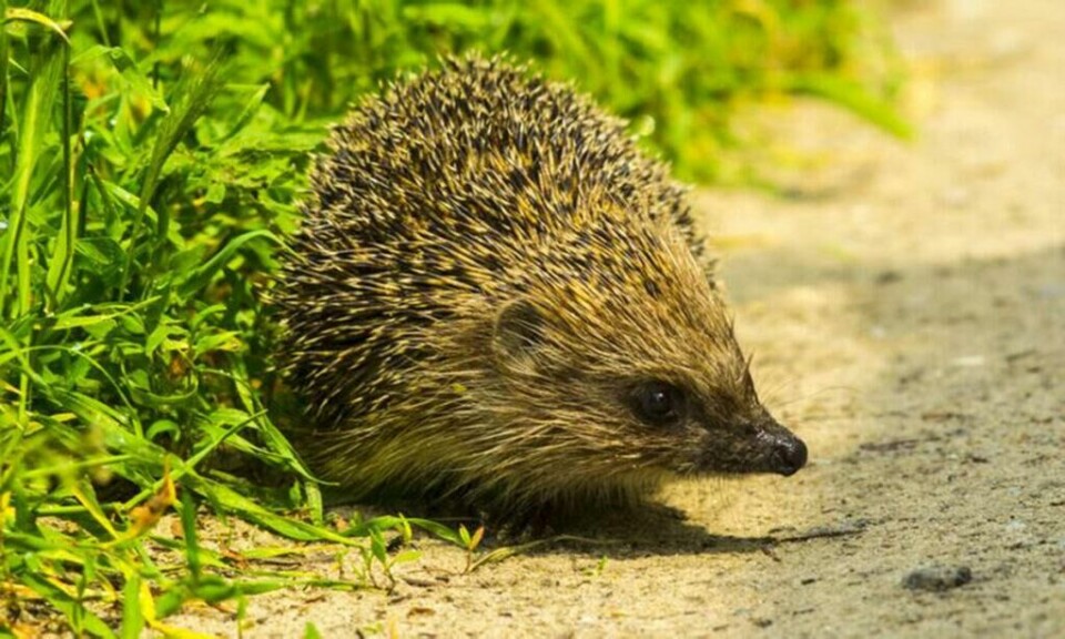 Når kvelden senker seg, kommer pinnsvinet frem fra skjulestedene for å jakte insekter, snegler og andre godsaker. (Foto: Colourbox) pinnsvin som kryper i gresset i en hage.