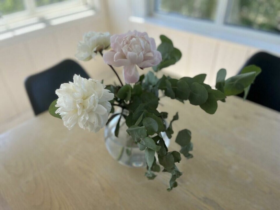 (Foto: ABC Guider) Bilde av en bukett med rosa og hvite peoner(pioner) i glassvase på spisebord. Med hjelp av hageekspert Espen Skarphagen forteller vi deg hvordan du lykkes med peoner i bukett, hva peoner betyr og hvor lenge peoner varer.