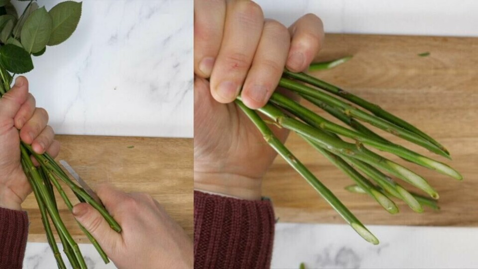 Lange skråsnitt med en skarp kniv gir en stor overflate, og et godt vannopptak for rosene. Etter snitting bør de raskt i vann. (Foto: ABC Brand Studio) Stilker på roser som er snittet
