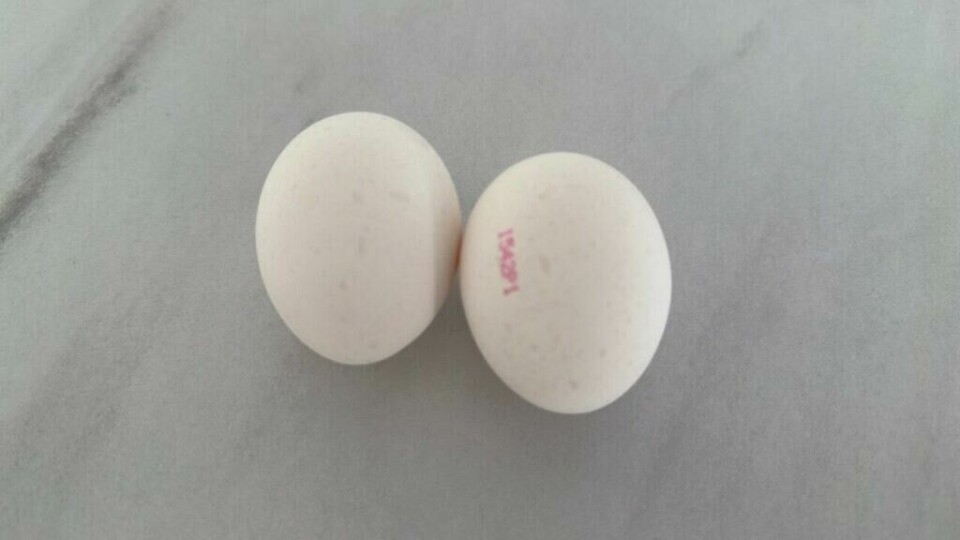 To vakre egg: et med stempel og et uten stempel To hvite egg med svak rød merking ligger på en grå overflate. Eddikflasken fra første bilde er ikke lenger med, noe som kan indikere en pågående prosess eller eksperiment. Bildet fokuserer på eggene, muligens for å vise en endring eller en naturlig observasjon.