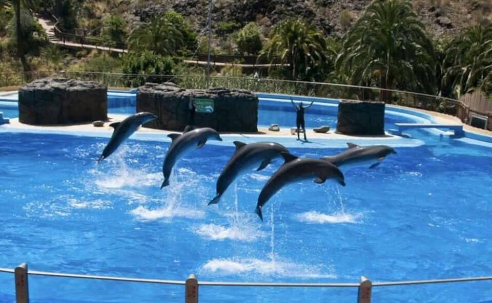 Palmitos Park på Gran Canaria passer for hele familien. Her kan du blant annet se delfinshow. (Foto: Palmitos Park) Bildet viser en golfbane med grønne fairways og palmer spredt rundt på området. I forgrunnen står en golfer som gjør seg klar til å slå en ball, mens en golfbil er parkert til venstre med en annen person ved siden av. Landskapet rundt golfbanen er kupert, og himmelen er blå med noen få skyer. Her får du ti ting du kan gjøre på Gran Canaria, Kanariøyene
