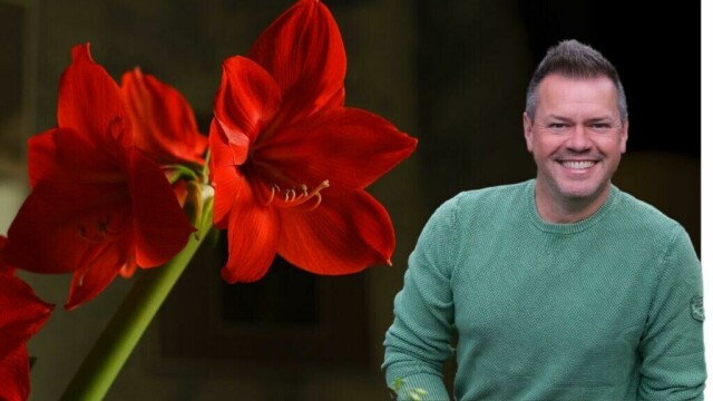 Espen Skarphagen deler råd om hvordan avskårne amaryllis holder seg rette og elegante. (Foto: Espen Skarphagen)