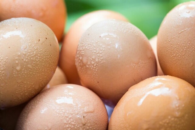15 fakta om egg som du ikke en gang visste at du lurte på. Vi besvarer hva som kom først av høna og egget, hva som er sunnest av hvite og brune egg og hvorfor eggehviten noen ganger henger fast i eggeskallet. (Foto: Colourbox)