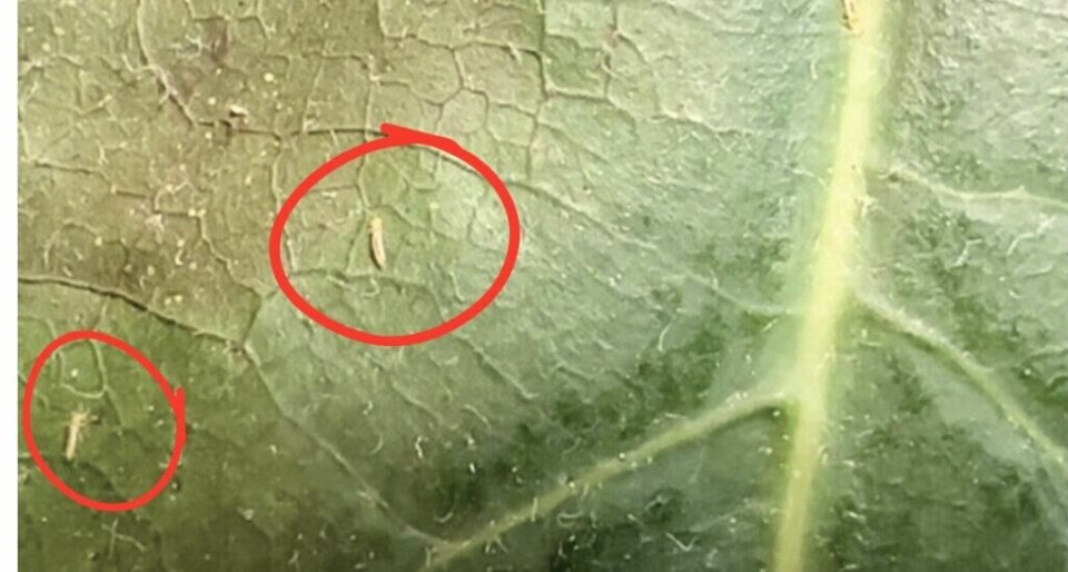 Har du fått disse små insektene på plantene dine, er det best å sette i gang tiltak. Trips er kjent for å skade planter ved å suge ut næring fra bladene, noe som kan føre til misfarging og deformasjon av plantematerialet. (Foto: Kreative Ideer/ Miriam Schjetlein) Bildet viser et blad hvor skadedyret trips er tilstede. De små insektene er markert med røde ringer for å gjøre dem lettere synlige. Tripsene er lysebrune og små i størrelse, og de befinner seg på den grønne, ruglete overflaten av bladet. Trips er kjent for å skade planter ved å suge ut næring fra bladene, noe som kan føre til misfarging og deformasjon av plantematerialet. De røde ringene hjelper til med å identifisere hvor tripsene er plassert på bladet.