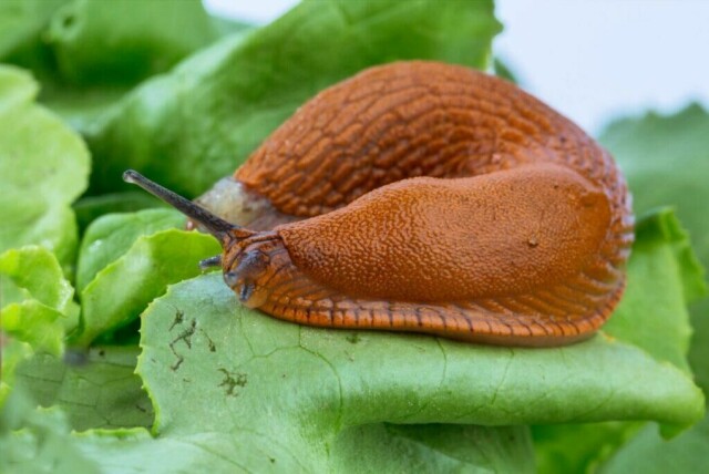 Sliter du med skadedyr? Enten det er brunsnegle, mygg, maur eller rotter, vi har løsningen på problemet ditt! (Foto: Colourbox)