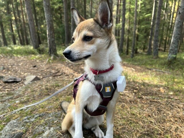 Ute etter GPS til hund? Vi har testet GPS-trackeren Lildog. Finn ut hvordan det gikk da Brynja, en Norsk Lundehund, testet den norsk-produserte sporeren. (Foto: Marie Henriksen/ABC Guider)