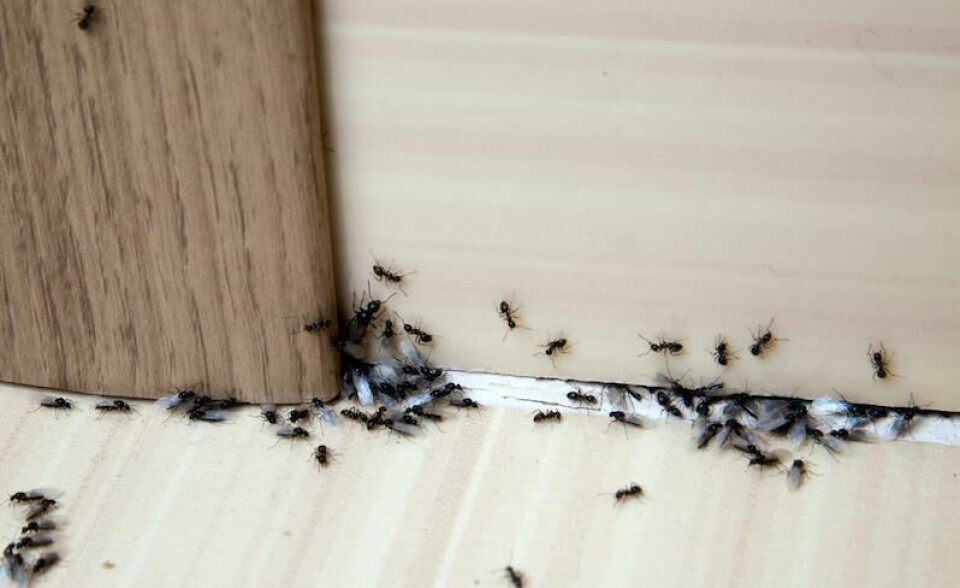 Sliter du med maur inne i huset ditt? Vi viser deg hvordan du blir kvitt de vanligste skadedyrene i norske hus, hjem og hager. (Foto: Colourbox) Nærbilde av maur inne i et hus. Vi viser deg hvordan du blir kvitt de vanligste skadedyrene i norske hus, hjem og hager.
