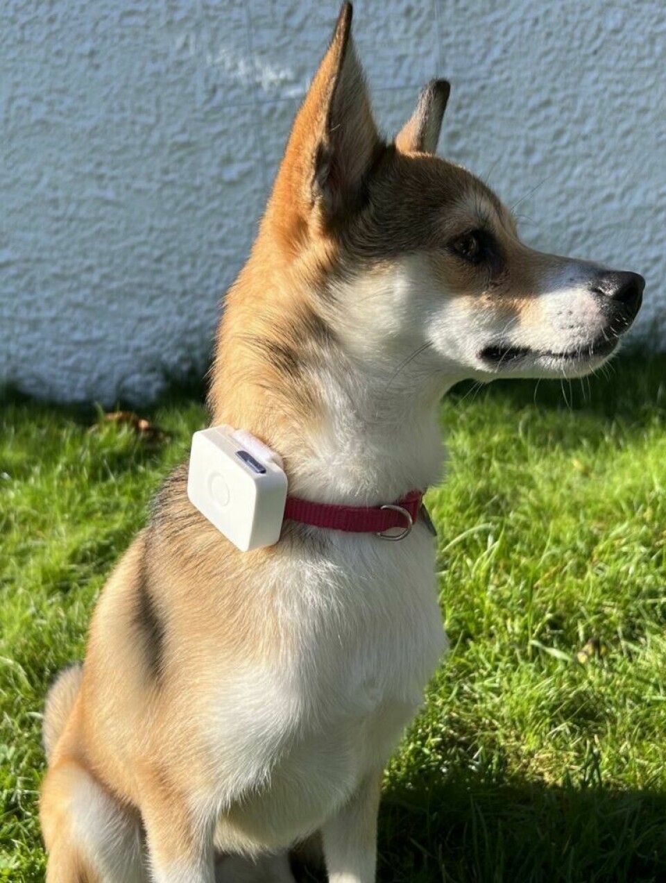 Vi har testet GPS til hund: Brynja er omtrent 5 kg, og for henne var GPS-trackeren fra Lildog litt stor til å ha på halsbåndet.