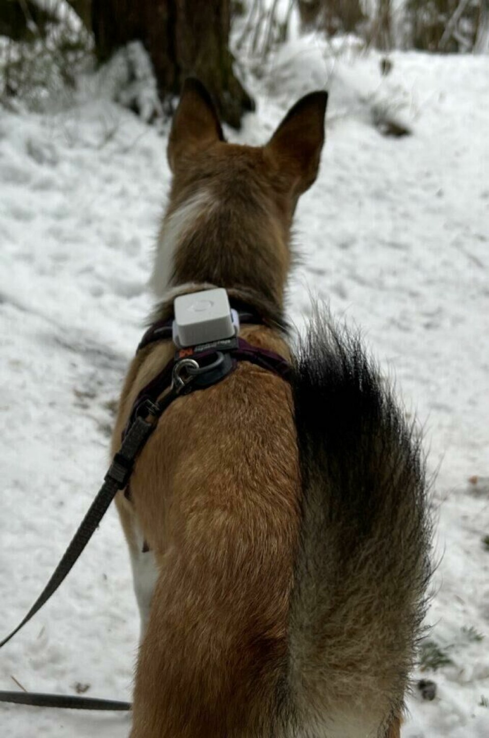 Vi har testet GPS til hund: Brynja, en Norsk Lundehund, har GPS-trackeren festet på selen når hun skal gå tur.