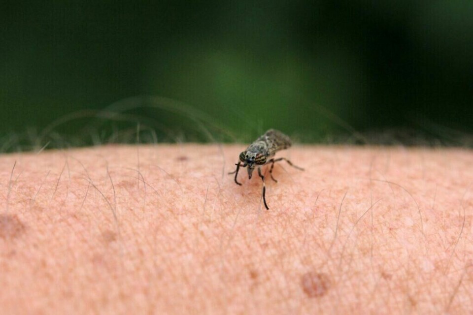 Fått kleggen på leggen? Vi viser deg hvordan du blir kvitt den! (Foto: Colourbox) Bilde av klegg på arm med natur i bakgrunn. Vi viser deg hvordan du blir kvitt de vanligste skadedyrene i norske hus, hjem og hager.