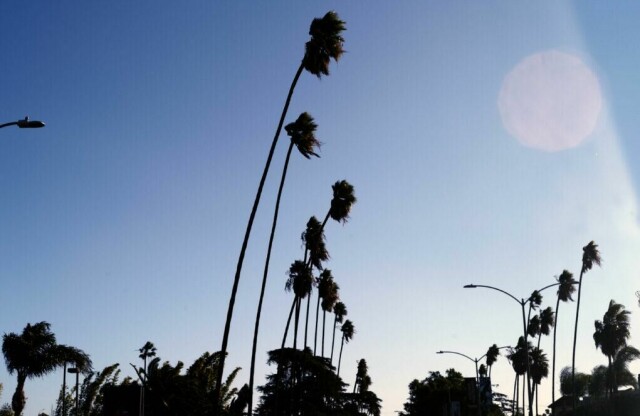 Høye palmer svaier i vinden tidlig onsdag 16. november 2022 i San Fernando Valley-delen av Los Angeles. Kraftige Santa Ana-vinder pisker Sør-California, velter store vogntog på motorveiene og sprer en brann som ødela to bygninger. (AP Photo/Richard Vogel) (Foto: AP Photo/Richard Vogel)