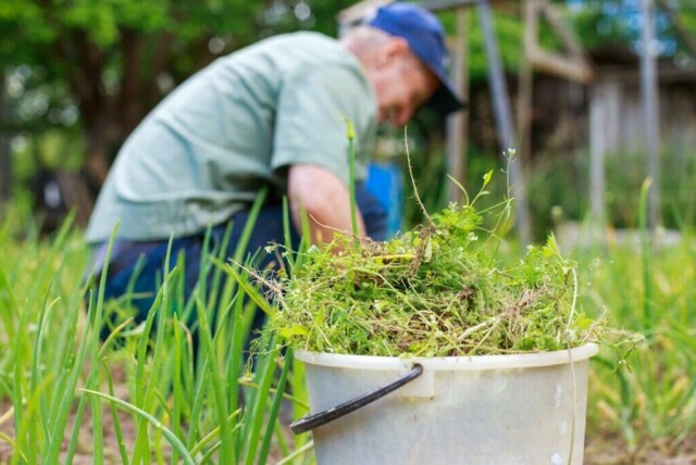 Ugress kommer alt for fort hvert år. Ugressduk, ugressmiddel, ugressbrenner eller eddik? Tipsene til hva som skal til for å bli kvitt ugresset er mange. Her er våre beste tips. (Foto: Colourbox)