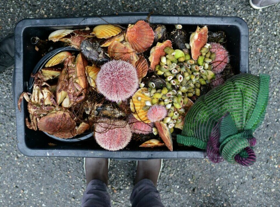 Bilde av restaurant Lysverket i Bergen med beskrivelsen: 'Our catch from a morning dive in the waters off of Askøy'. (Foto: Lysverket / Neo fjordic bounty / Bonjwing Lee) Mat fra restaurant Lysverket i Bergen