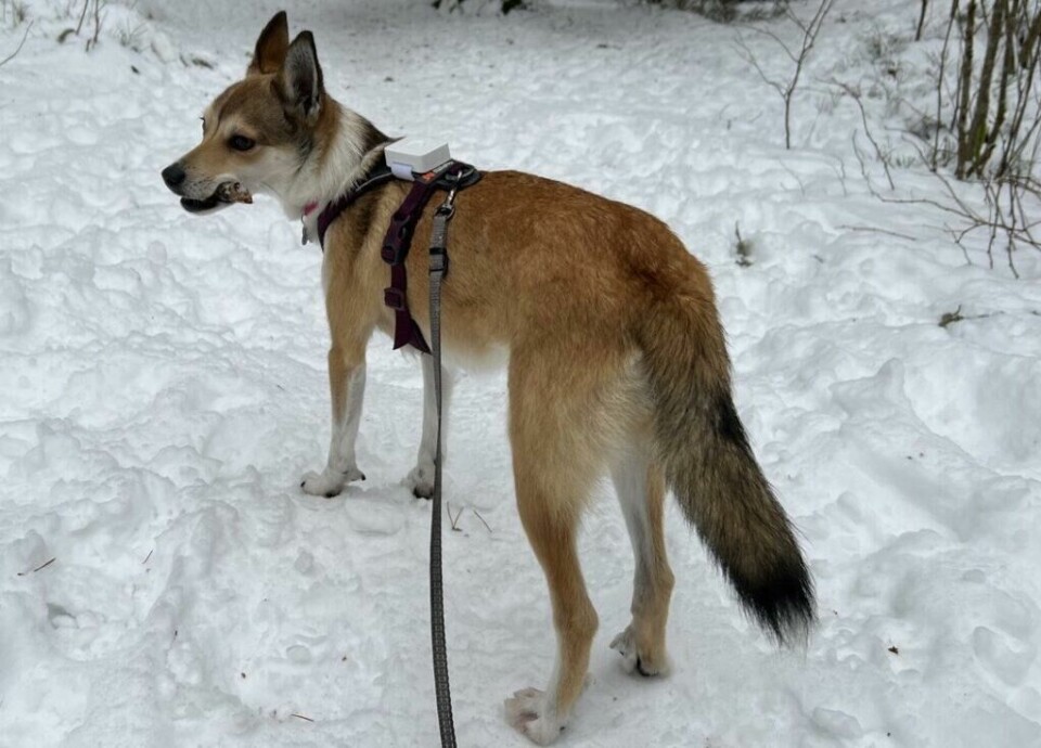 Vi har testet GPS til hund: Brynja, en Norsk Lundehund, bruker GPS-trackeren Lildog når hun er ute og går tur i skog og mark. (Foto: Marie Henriksen/ABC Guider) Bilde av en ung Norsk Lundehund med som går tur i snøen med en pinne i munnen. Hun har en lilla sele med en hvil GPS-tracker festet på. Vi har testet Lildog som er GPS til hund.