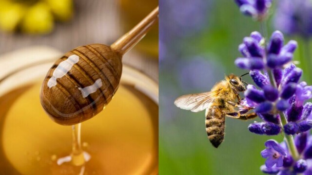 Nærbilde av en bie som samler nektar fra lavendel og en trehonningskje med flytende gyllen honning. Perfekt illustrasjon av bienes viktige rolle i naturens økosystem og honningproduksjon. (Bilde: Canva)
