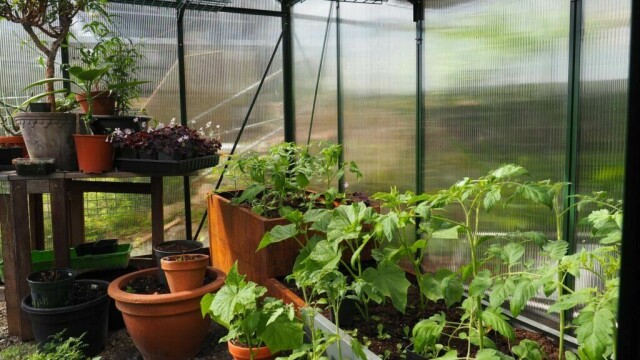 I et drivhus kan du gi de aller fleste planter en hurtig start på sesongen. (Foto: Espen Skarphagen / Skarpihagen.no)