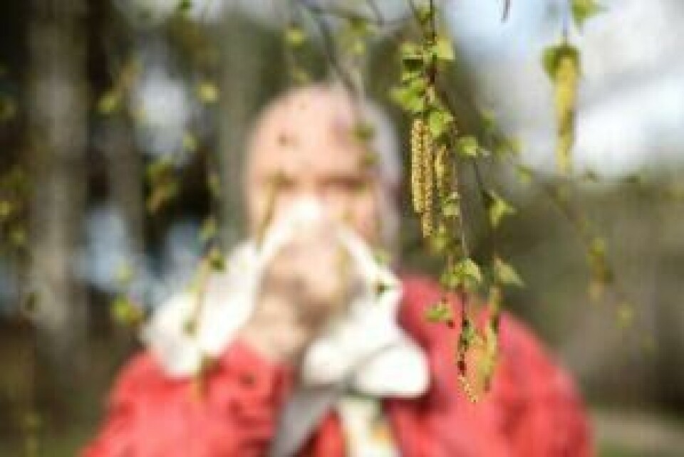 Pollen: Om du sliter med dette, kan det være gull verdt med en luftrenser hjemme. Foto: Colourbox Luftrenser test: En mann snyter seg foran et bjørketre.