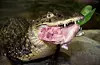 Kaiman med mat i munnen på Oslo Reptilpark.