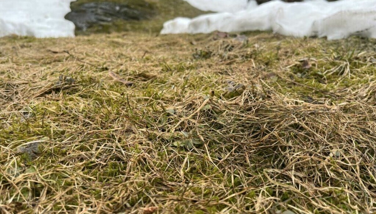 Hvorfor er det viktig å lufte plenen?