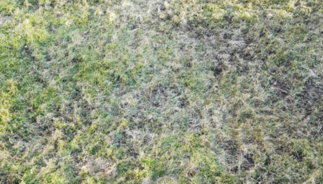 Hvorfor må man egentlig kalke plenen, og i såfall når og hvordan? Vi gir deg svaret! (Foto: Espen Skarphagen)