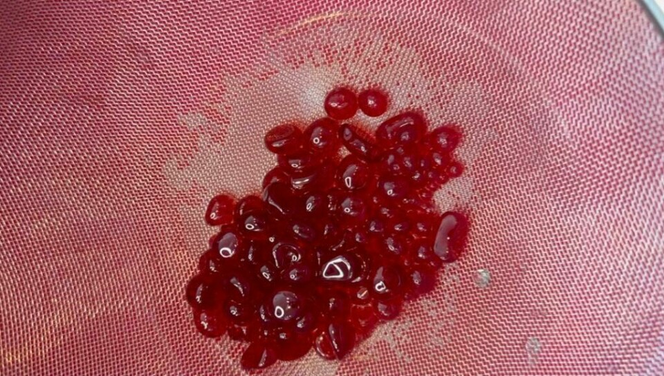 Hell oljen og fruktboblene over i en sil. Ta gjerne vare på oljen til senere. (Foto: Kreative Ideer/ Miriam Schjetlein) Fruktperler i en sil.