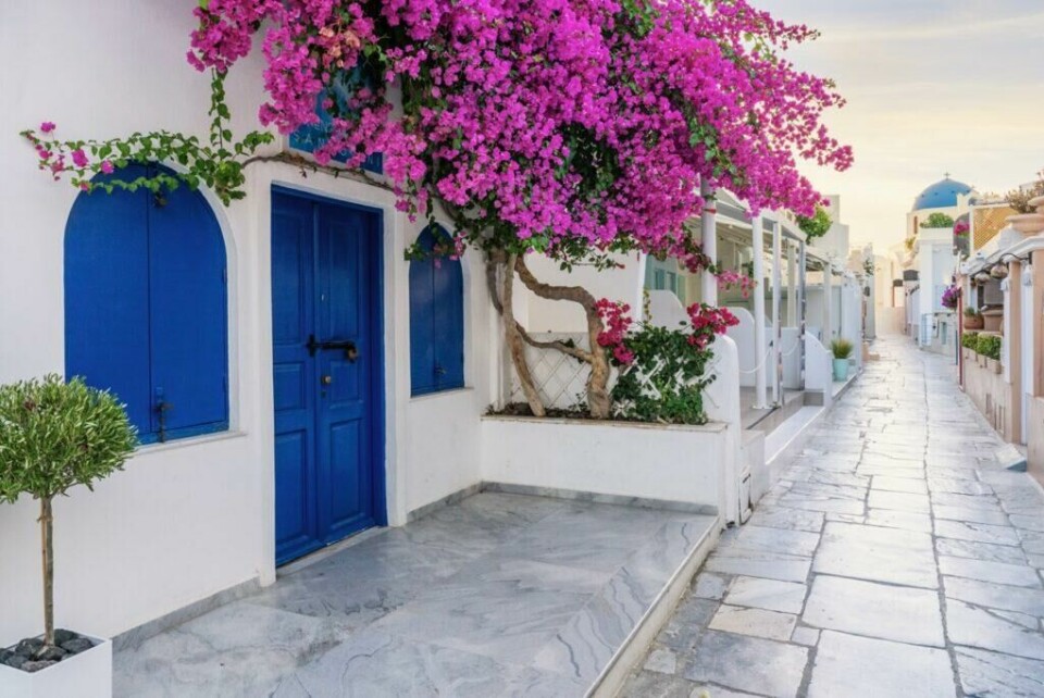 Santorini er en populær øy i Hellas som er kjent for sine hvite murhus med blå detaljer. Den greske øya er garantert et godt valg til Hellas-ferien. (Foto: Colourbox) Bilde av en stenlagt gate på Santorini i Hellas. På venstre side ser du klassiske hvite murhus med blå detaljer og en stor plante som blomstrer med rosa blomster. Vi hjelper deg med å planlegge Hellas-ferien ved å svare på «Hvor i Hellas skal man reise?». Vi har snakket med reiseekspert Odd Roar Lange som kommer med tips som Syros, Alonissos, Karpathos, Lefkas, Thassos, Preveza, Ioannina, Parga, Kreta, Samos, Santorini, Rhodos og Kos.