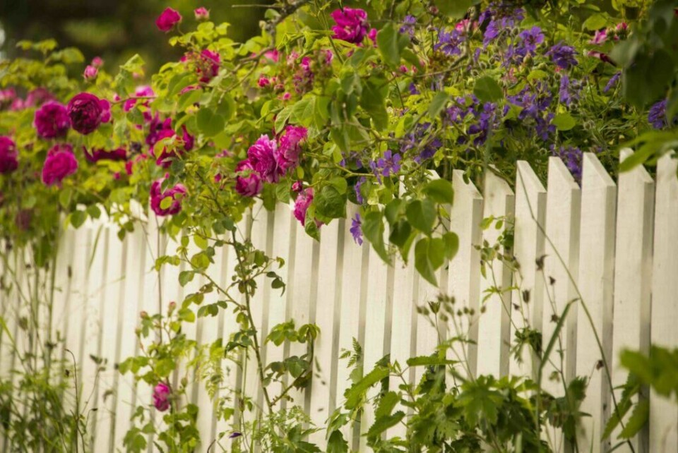 Et klassisk stakittgjerde rammer inn hagen, gjør den lun og hindrer innsyn. Den gjør seg også veldig lekkert til rosebusker som på bildet. (Foto: Colourbox) stakittgjerde i hagen med vakre blomster rammer inn hagen.