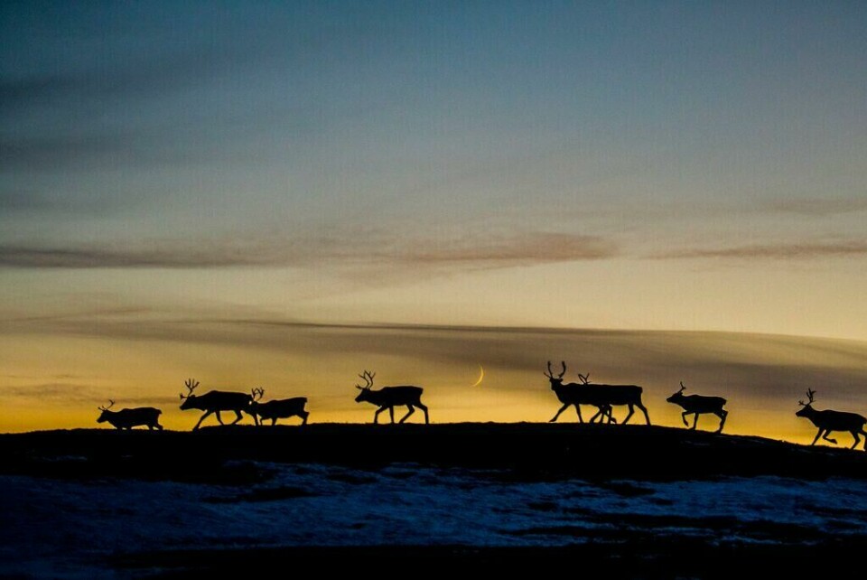 Reinflytting på finnmarksvidda er et majestetisk syn alle bør oppleve. (Foto: Thomas Rasmus Skaug / Visit Norway) Karasjok i nord-norge samer reinflytting samisk kultur troms finnmark