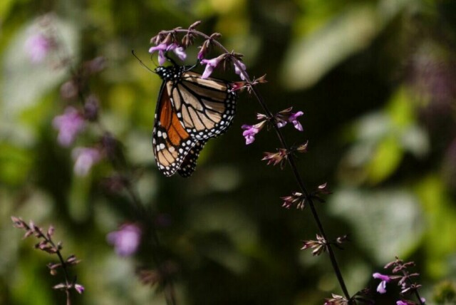 En monarksommerfugl sees i Sierra Chincua, ettersom tusenvis av monarksommerfugler har forsinket sin ankomst til skogene i delstaten Mexico og Michoacan, en situasjon som kan være knyttet til klimaendringer, ifølge biosfærereservatets direktør Amado Fernandez, i Angangueo i delstaten Michoacan i Mexico, 4. desember 2024. REUTERS/Quetzalli Nicte-Ha. (Foto: REUTERS/Quetzalli Nicte-Ha)