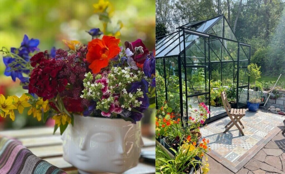 Espen Skarphagen har kommet med råd til planting i og rundt dette vakre drivhuset. Et drivhus åpner for mange kreative løsninger både inne og ute, som her med vakre marokkanske fliser rundt inngangen. (Foto: Miriam Schjetlein) 2 bilder. Venstre: Vakker fargerik bukett i vase, med blomster i rødt, blått, gult, lilla og rosa. Høyre: Ferdig drivhus med blomster og planter utenfor og inni, og stol på marokkanske fliser utenfor drivhuset.