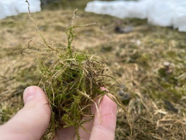 Er plenen din et moseparadis? Vi viser deg hvordan du fjerner mose fra hagen din.