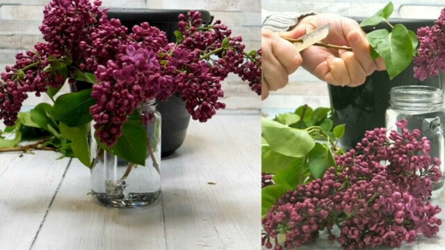 Med noen enkle grep kan du få de vakre syrinene til å vare mye lengre i vase. (Foto: Kreative Ideer)