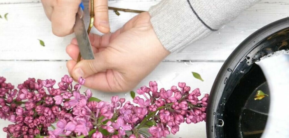 Gi syringrenene et langt snitt på skrå. (Foto: Kreative Ideer) Hånd med blomsterkniv som snitter stilken på en syrin.