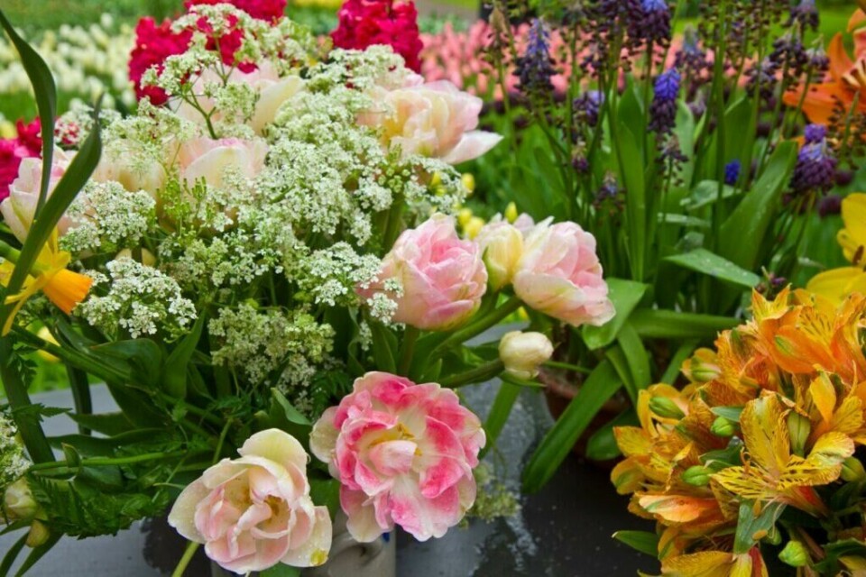 Får du blomsterlevering med avskårne blomster vil du gjerne ha lang levetid og det finnes en del tips som er enkle å gjennomføre. Frodige blomsterbuketter levert på døra