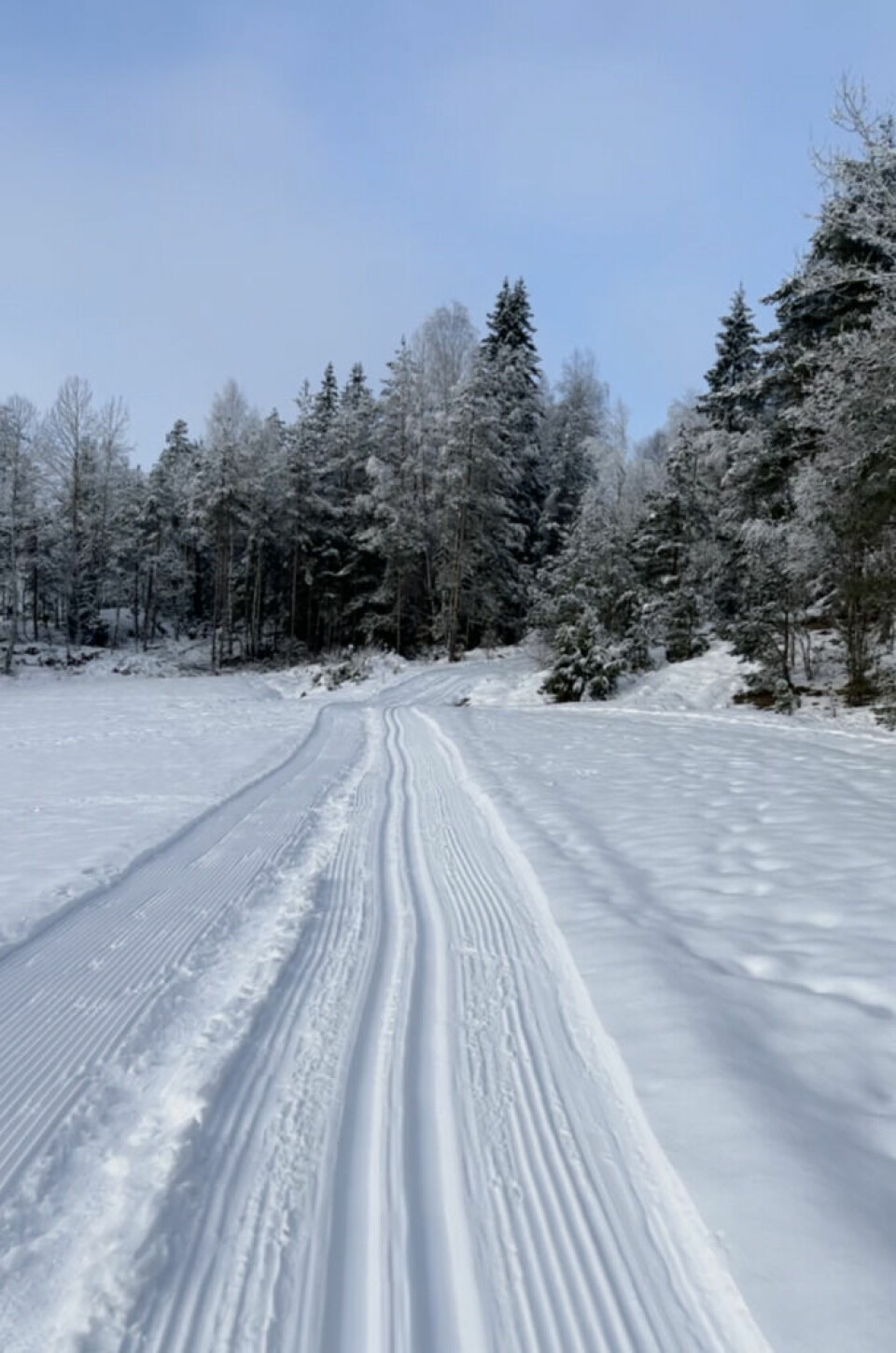 Frisk luft, godt føre og skyfri himmel – det er lite som slår en skitur i godt vær! Bilde av skispor i norsk natur dekket av snø. Bildet viser skispor som leder mot snødekkede trær i en skog og i bakgrunnen ser man at det er blå himmel.