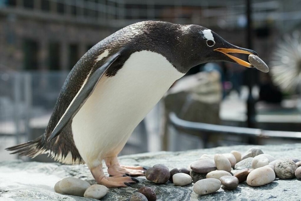 Akvariet i Bergen er et akvariumsanlegg fra 1960 som viser fisk, vannlevende dyr og pingviner. (Foto: Thor Håkonsen) Pingvin på Akvariet i Bergen med rund stein i munnen.